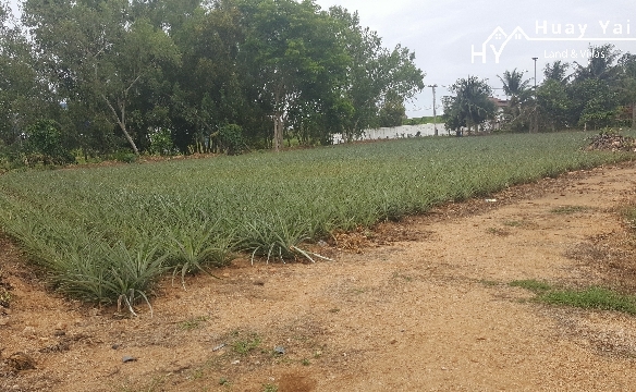 #1089  Raised ground just off Mabprachan Lake, close to International Schools