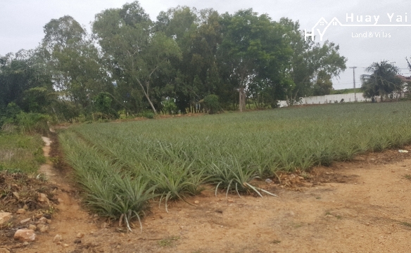 #1089  Raised ground just off Mabprachan Lake, close to International Schools
