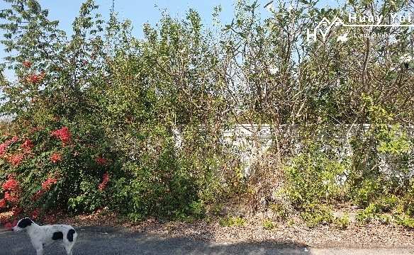 #1200 Land Plots hidden away off the Wat Yan – Chak Ngaeo Road behind Phoenix Golf Course