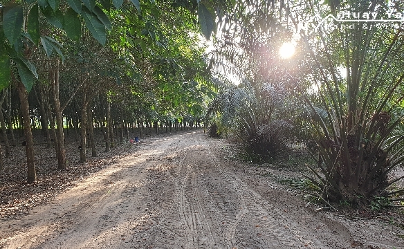 #1296 Chon Buri Rayong Borders. 14 rai