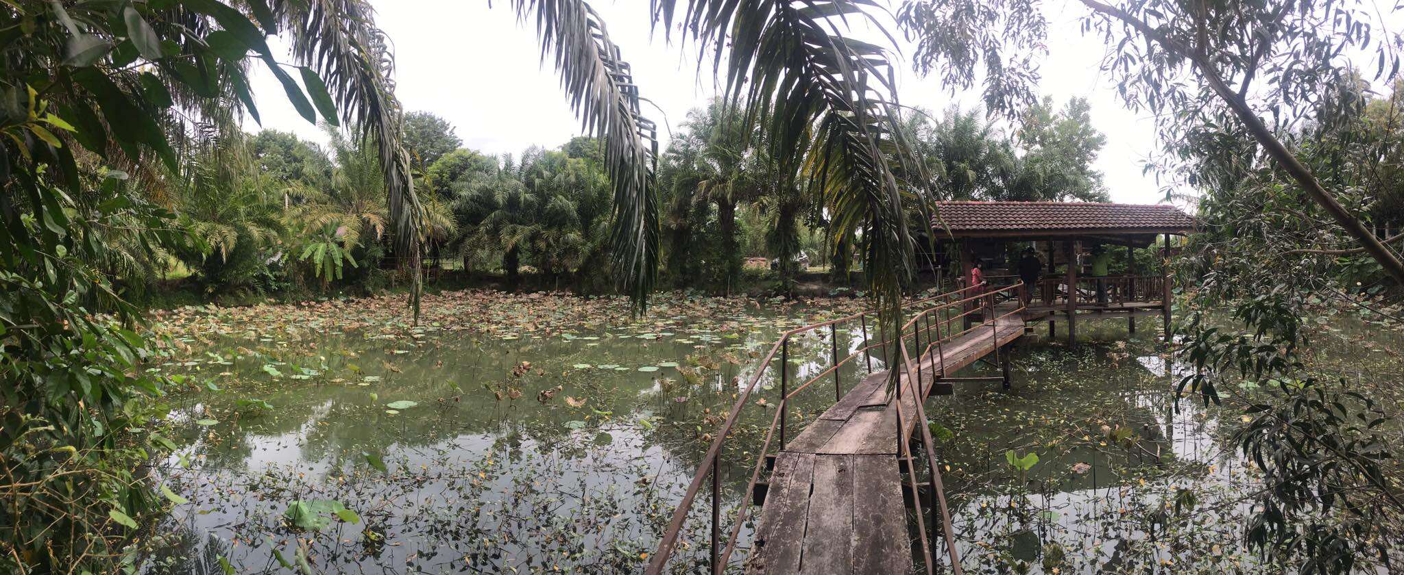 #1331   10+ rai – quietly situated beautiful land 1km from Pong High Street. Excellent value