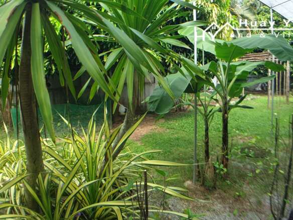 #3272     2 bedroom house and Thai house in quiet location with 1.5rai