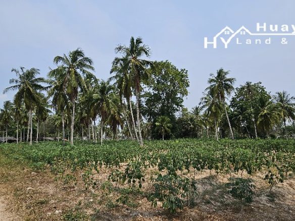 #1488b  5+rai Land For Sale Huay Yai Chien.