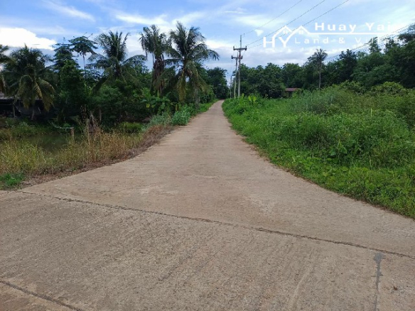 #1533   98rai Mango Farm in Phetchuboon