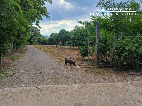 #1533   98rai Mango Farm in Phetchuboon