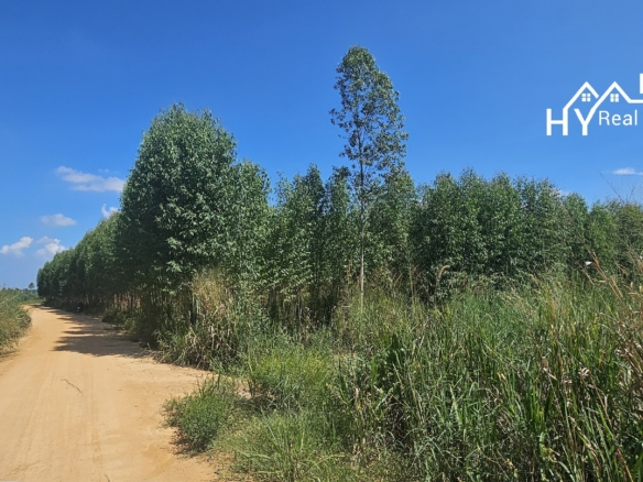 #1534    Adjoining Large Plots near Chak Nok Lake