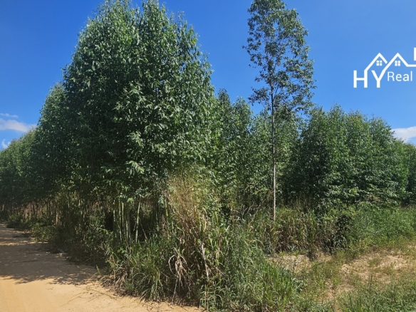 #1534    Adjoining Large Plots near Chak Nok Lake