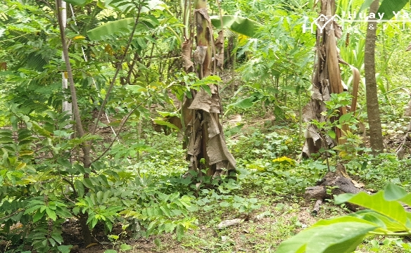 #1286   2stand alone land plots backing onto a government klong.  Close to Highgate School