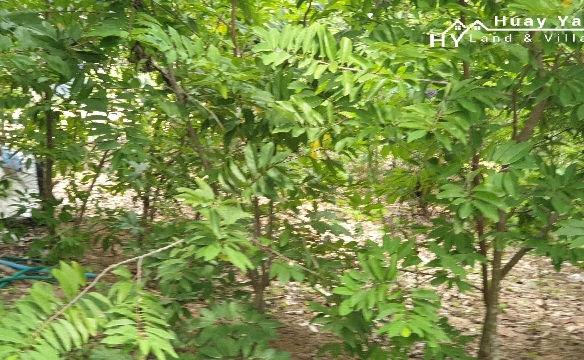 #1286   2stand alone land plots backing onto a government klong.  Close to Highgate School