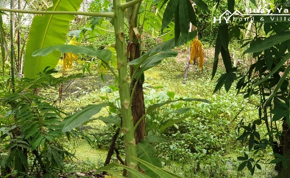 #1286   2stand alone land plots backing onto a government klong.  Close to Highgate School