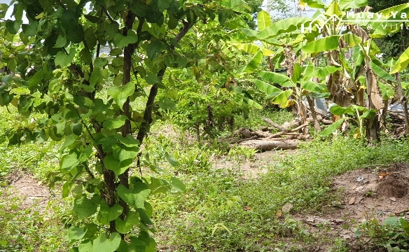 #1286   2stand alone land plots backing onto a government klong.  Close to Highgate School