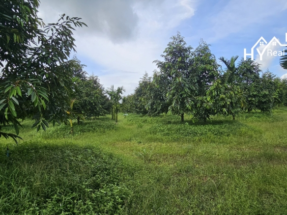 #1627     17rai Prime Durian Farm, Rayong Province