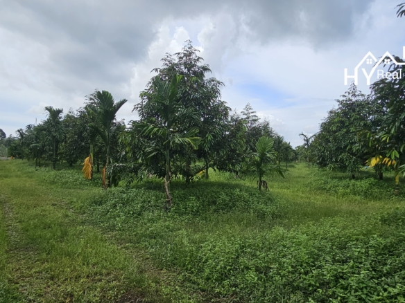 #1627     17rai Prime Durian Farm, Rayong Province