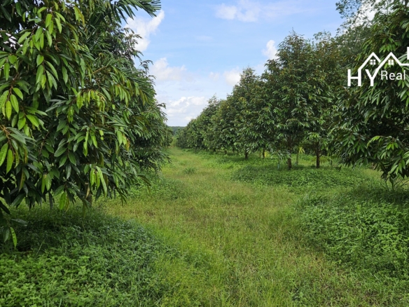 #1627     17rai Prime Durian Farm, Rayong Province