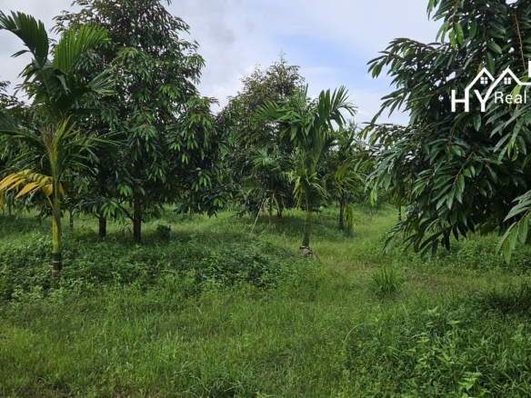 #1627     17rai Prime Durian Farm, Rayong Province