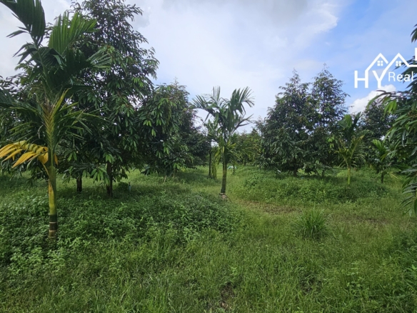 #1627     17rai Prime Durian Farm, Rayong Province
