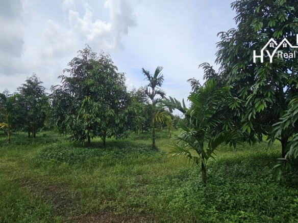 #1627     17rai Prime Durian Farm, Rayong Province