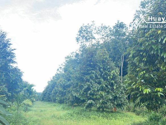 #1627     17rai Prime Durian Farm, Rayong Province