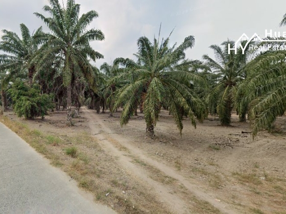 #1647  Chon Buri 300rai Oil Palm Farm on Main Road