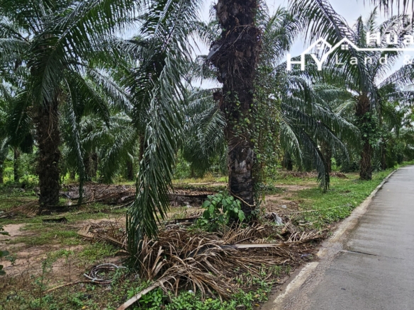 #1648 Palm Oil Farm. 350m from 331 Highway