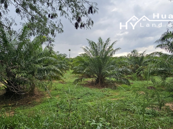 #1648 Palm Oil Farm. 350m from 331 Highway