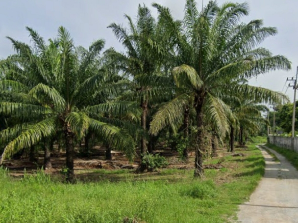 #1691 EXCELLENT VALUE Chon Buri 500rai Oil Palm Farm on Main Road