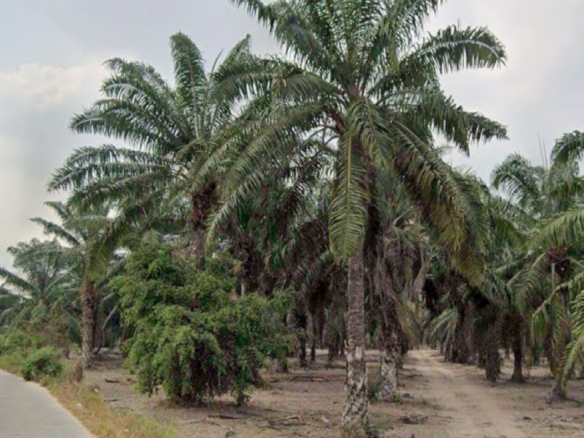 #1691 EXCELLENT VALUE Chon Buri 500rai Oil Palm Farm on Main Road