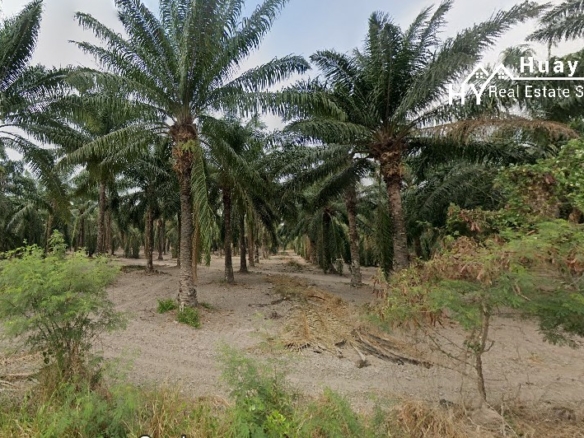 #1691 EXCELLENT VALUE Chon Buri 500rai Oil Palm Farm on Main Road
