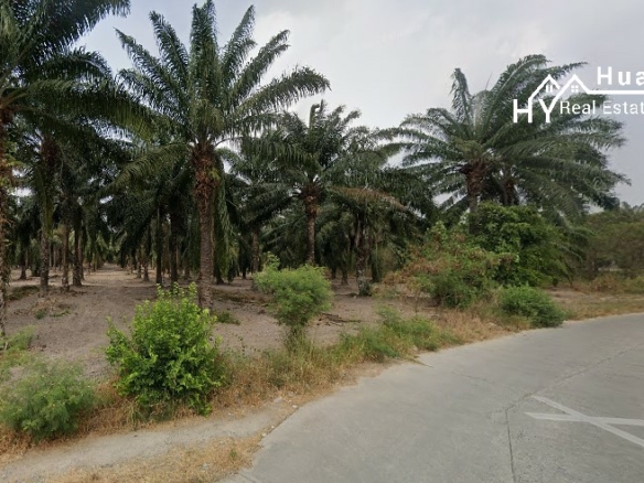 #1691 EXCELLENT VALUE Chon Buri 500rai Oil Palm Farm on Main Road
