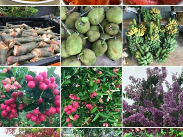 #1763  44rai Fruit Farm For Sale Chon Buri with large modern style house.   SUPERB VALUE FOR MONEY.