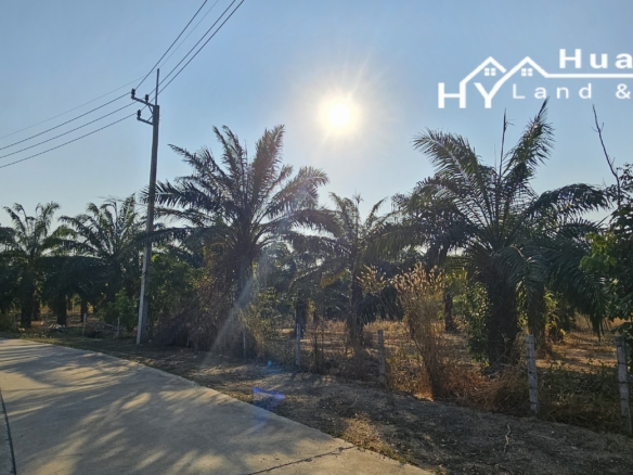 #1776  50+rai Oil Palm Trees | Rural Huay Yai. EXCELLENT VALUE
