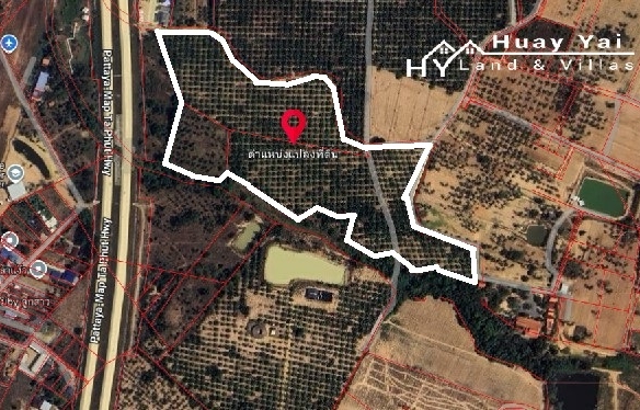 #1776  50+rai Oil Palm Trees | Rural Huay Yai. EXCELLENT VALUE