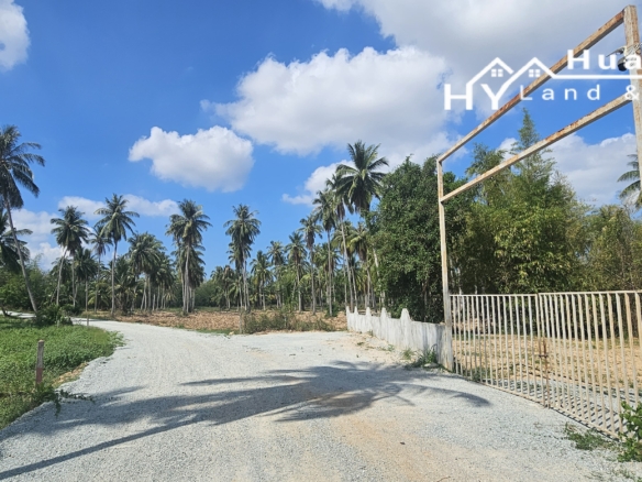 #1792    60rai LAND @ 1,500,000THB / rai *** Oil Palm Trees in rural Huay Yai. EXCELLENT VALUE