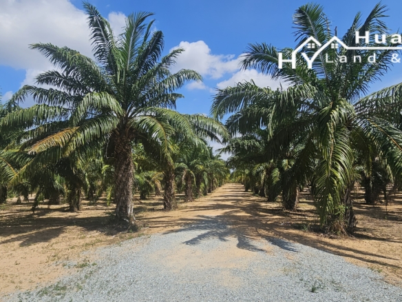 #1792    60rai LAND @ 1,500,000THB / rai *** Oil Palm Trees in rural Huay Yai. EXCELLENT VALUE