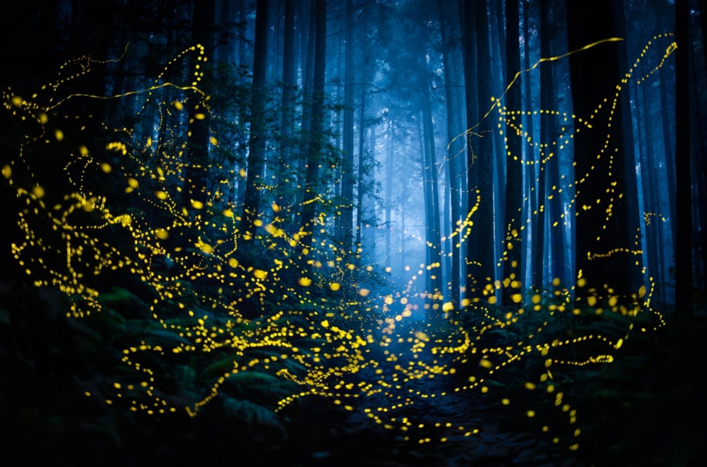 #3561 Eco Resort / Rural Development Land | 27.54 rai of rolling jungle in Sri Racha District.  Nightly Light Show!